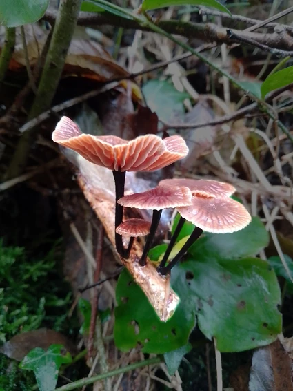Passeggiata nei boschi dell'entroterra gardesano alla ricerca di funghi spontanei 8